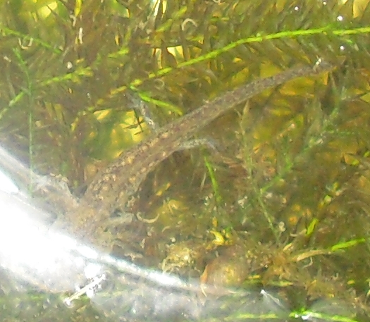 Larva di... Salamandra salamandra